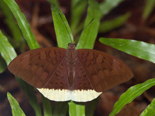 Tanaecia julii julii