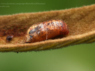 Araotes lapithis lapithis