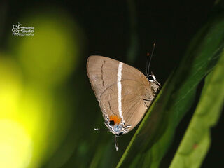 Dacalana azyada azyada