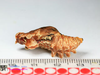 Losaria doubledayi doubledayi