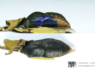 Arhopala agaba agaba