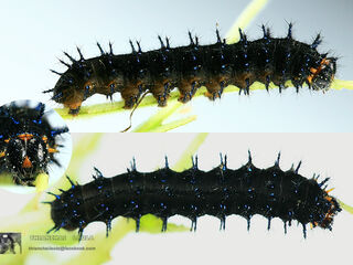 Junonia hierta hierta