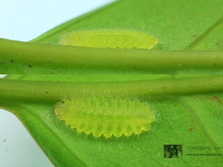 Zemeros flegyas allica