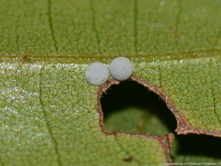 Flos anniella anniella