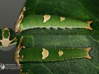 Polyura delphis delphis