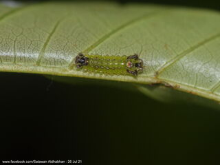 Semanga superba deliciosa