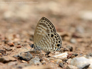 Nacaduba angusta albida