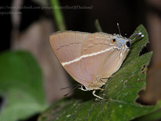 Dacalana penicilligera