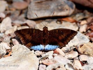 Euthalia phemius ipona