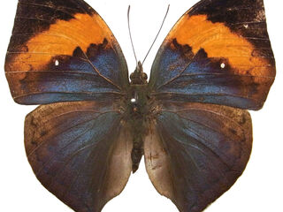 Kallima alicia ruangriti