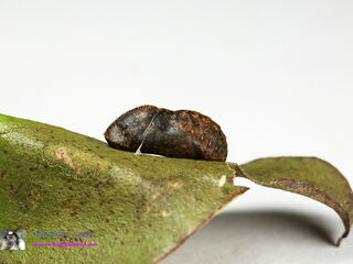 Rapala pheretima petosiris