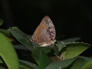 Arhopala anthelus ssp.