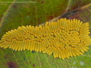 Poritia hewitsoni tavoyana
