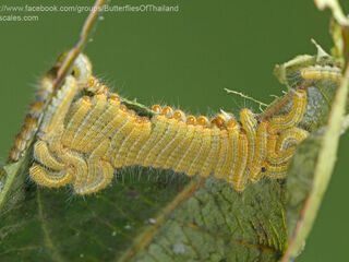Poritia hewitsoni tavoyana