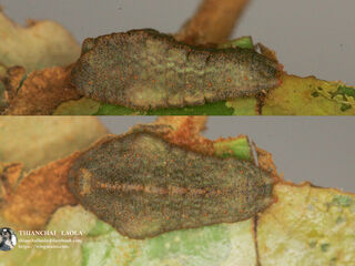 Tajuria yajna ellisi