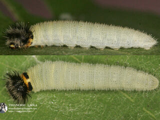 Abaratha agama agama