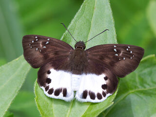 Tagiades litigiosa litigiosa