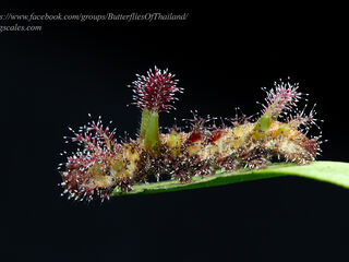 Limenitis dudu secius
