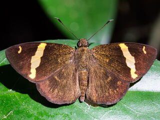 Aurivittia aurivittata