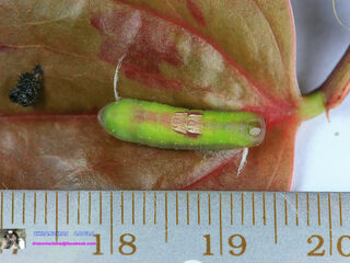 Loxura atymnus fuconius