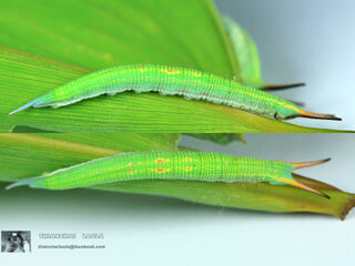 Lethe mekara crijnana