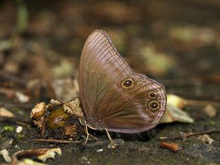 Coelites nothis sylvarum