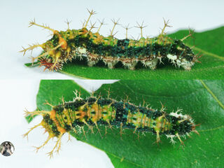 Athyma selenophora bahula