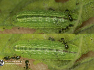 Luthrodes pandava pandava