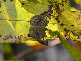 Coladenia laxmi sobrina