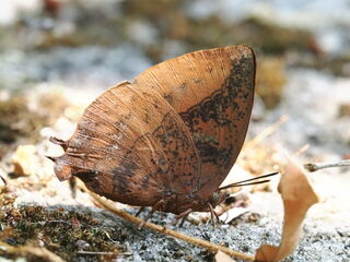 Amblypodia narada taooana