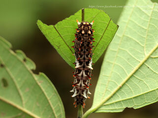 Losaria neptunus neptunus