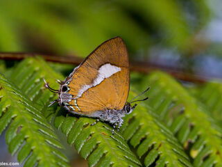 Horaga onyx sardonyx
