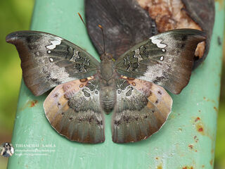 Euthalia anosia anosia