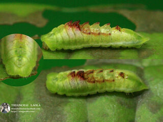 Cheritrella truncipennis