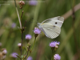 Pieris rapae crucivora
