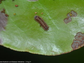 Charana mandarina splendida