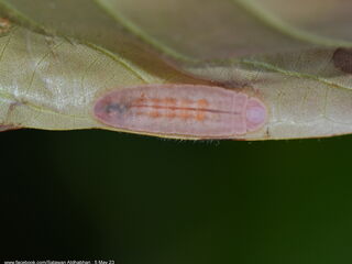 Arhopala muta maranda