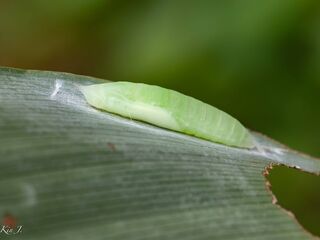 Psolos fuligo subfasciatus