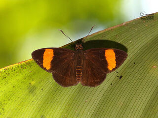 Celaenorrhinus ladana