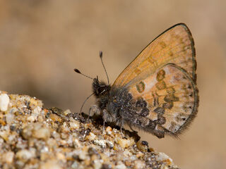 Orthomiella rantaizana rovorea