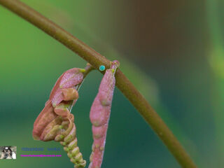 Surendra quercetorum quercetorum