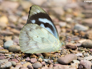 Appias pandione lagela