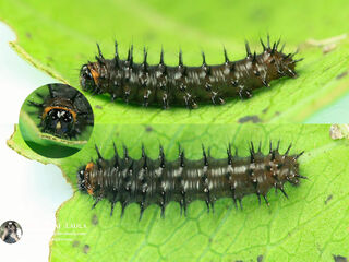 Junonia lemonias lemonias