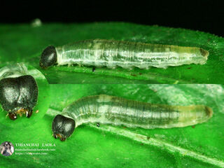 Celaenorrhinus leucocera