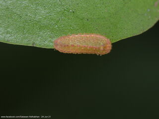 Tajuria yajna selangorana