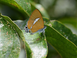 Horaga syrinx maenala