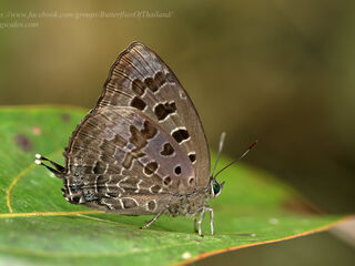 Arhopala eumolphus eumolphus