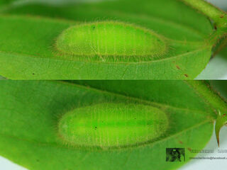 Discolampa ethion ethion