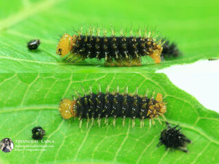 Junonia lemonias lemonias