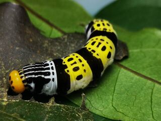 Burara gomata gomata